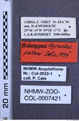 Etiketten zu Hypnoidus patoni (NHMW-ZOO-COL-0007421)